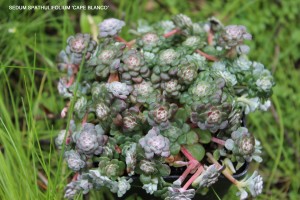 Sedum spathulifolium 'Cape Blanco'